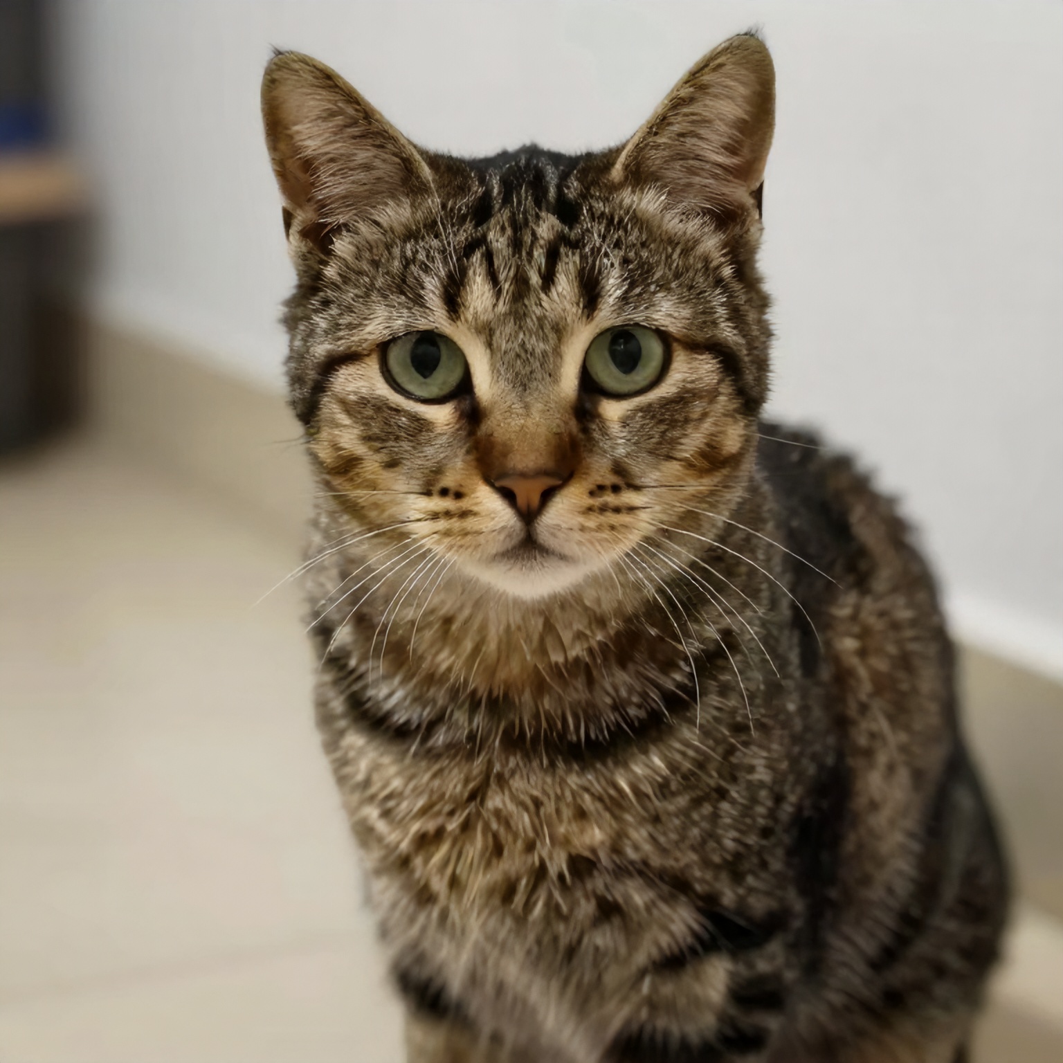 Image of a cat